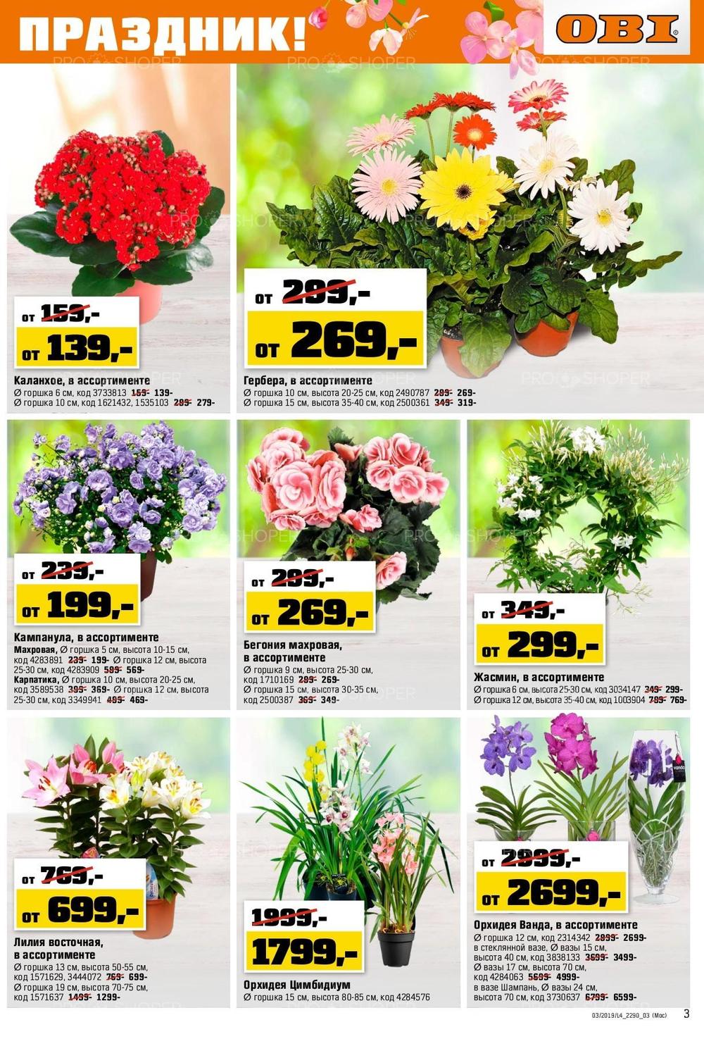 Цены Цветов В Горшках В Оби