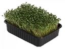 Набор для выращивания микрозелени АгроСидсТрейд Фиолетовый редис, брокколи, рукола, 18×11×4,5 см