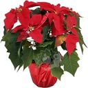 Пуансеттия красная