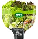 Микс салатов латук Рост Трио, в горшочке