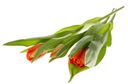 Букет из тюльпанов 8 марта 3шт (товар может отличаться от товара на фото)*