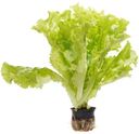 Салат листовой в горшке, 1шт