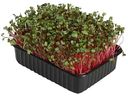 Набор для выращивания микрозелени АгроСидсТрейд Коралловый редис, серия Ми-Ми-Мишки, 18×11×4,5 см