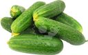 Огурцы короткоплодные