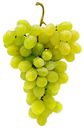 Виноград белый