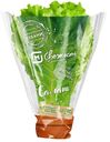 Салат листовой, 1уп. (100г)