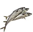 Скумбрия соленая ДИАФ, Непортрошеная, 400+ (Шустова С.Г.), 1кг
