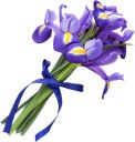 Букет из ирисов, 5 шт