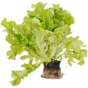 Салат Дуболистный зеленый в горшке, 1шт