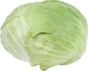 Капуста белокочанная