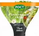 Салат-латук Джаз в горшочке 1шт