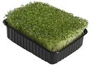 Набор для выращивания микрозелени АгроСидсТрейд Капуста японская, 18×11×4,5 см