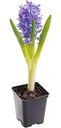Гиацинт свежий декоративный горшечный в ассортименте 1шт.