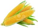 Кукуруза сладкая свежая
