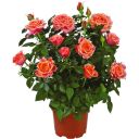 ДСК Цветы горшечные Роза Кордана D:10,5