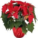 Пуансеттия красная