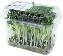 Микрозелень подсолнуха GreenDL 40 г