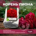 Корень пиона, Петрофлора, 1 шт., в ассортименте