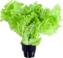 Салат листовой в горшочке 1шт.