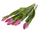 Букет из тюльпанов 8 марта 5шт (товар может отличаться от товара на фото)*