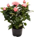Растение горшечное Роза Кордана d=10,5 см h=30 см