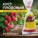 Куст плодовый, в ассортименте