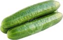 Огурцы среднеплодные