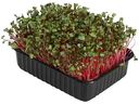 Набор для выращивания микрозелени АгроСидсТрейд Коралловый редис, рукола, кресс-салат, 18×11×4,5 см