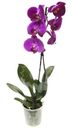 Цветы Фаленопсис горшечные в ассортименте 1шт.