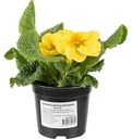 Примула короткостебельная D11, 15см