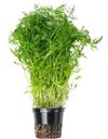 Укроп в горшке, 1шт