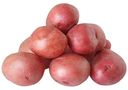 Картофель красный ранний