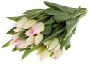 Букет из тюльпанов 8 марта 25шт (товар может отличаться от товара на фото)*