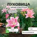 Луковица лилии азиатской, 1 шт., в ассортименте