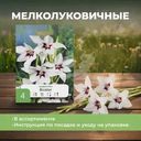 Мелколуковичные, в ассортименте