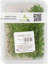 Микрозелень Кинза GreenDL