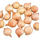 Лук-севок  луковицы Поиск Инвест Ризен 10/21, 0,5 кг