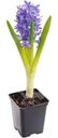 Гиацинт свежий декоративный горшечный в ассортименте 1шт.