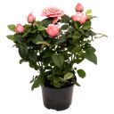 Растение горшечное Роза Кордана d=10,5 см h=30 см