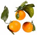 Мандарины с листочком
