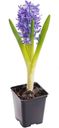Гиацинт свежий декоративный горшечный в ассортименте 1шт.