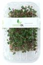 Микрозелень редиса зеленого GreenDL 60 г