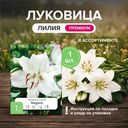 Луковица "Лилия", Петрофлора, 1 шт., в ассортименте
