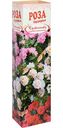 Саженец Кутепово Роза в ассортименте, 15-35см