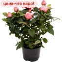Роза КОРДАНА