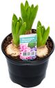 Растение горшечное Гиацинт d=12 см