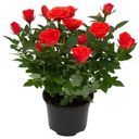 Цветы Роза Кордана d-10.5 в горшке