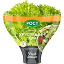 Салат латук хрустящий Рост, в горшочке