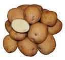 Клубни Картофель семенной Синеглазка, 2 кг