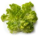 Салат Фриллис листовой хрустящий, 100г